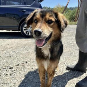 KIMCHI (♂) - reserviert Tierhilfe Lebenswert DR (08.09.2025)